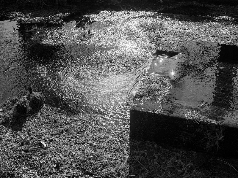 シルクブレーンズ社長が撮影した冬の三宝寺池