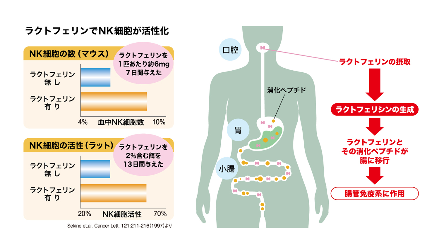 ラクトフェリンの免疫力活性化に関する図表