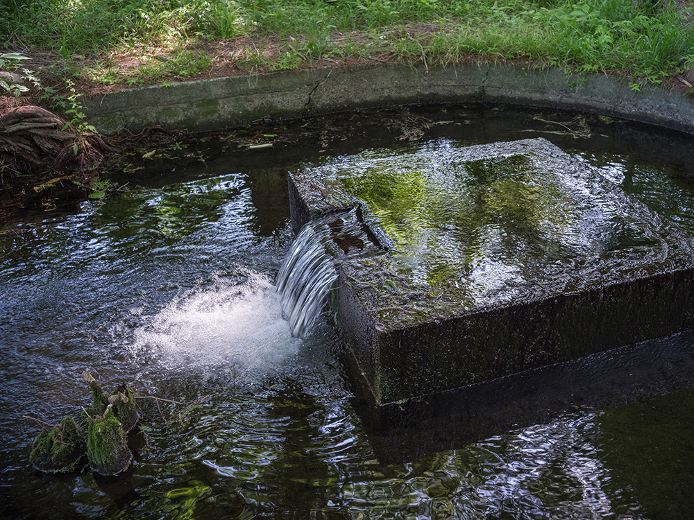 summilux35mmで撮った花の写真