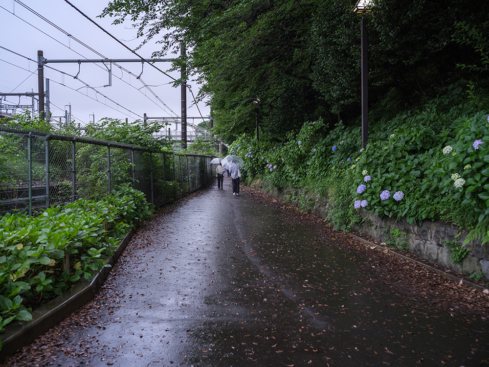 summilux35mmで撮った飛鳥の小径の写真