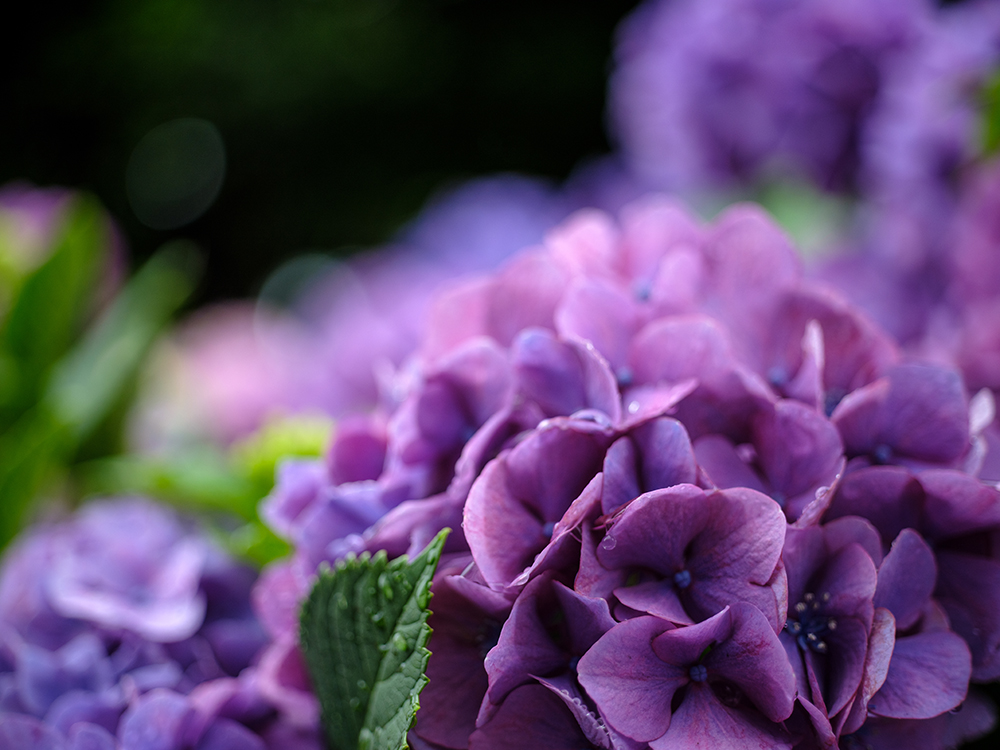 GFX50Rとマクロエルマリート60mmで撮った紫陽花の写真