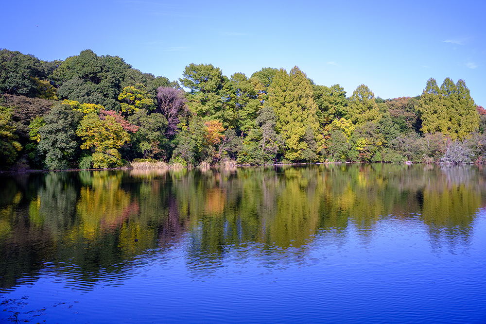 summilux35mmで撮った三宝寺池の写真