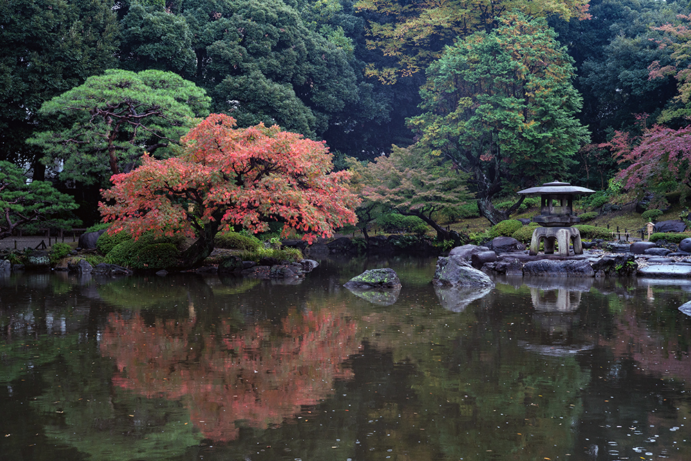 summicron50mmで撮った旧古河庭園の写真