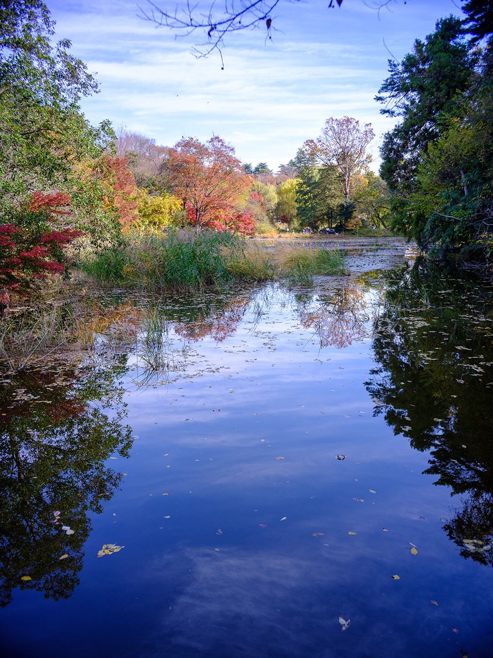 summicron50mmで撮った旧古河庭園の写真