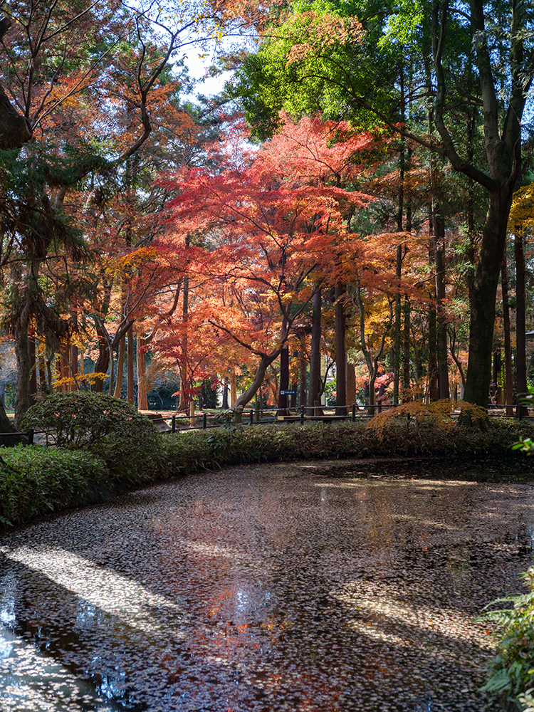 summilux35mmで撮った三宝寺池の写真