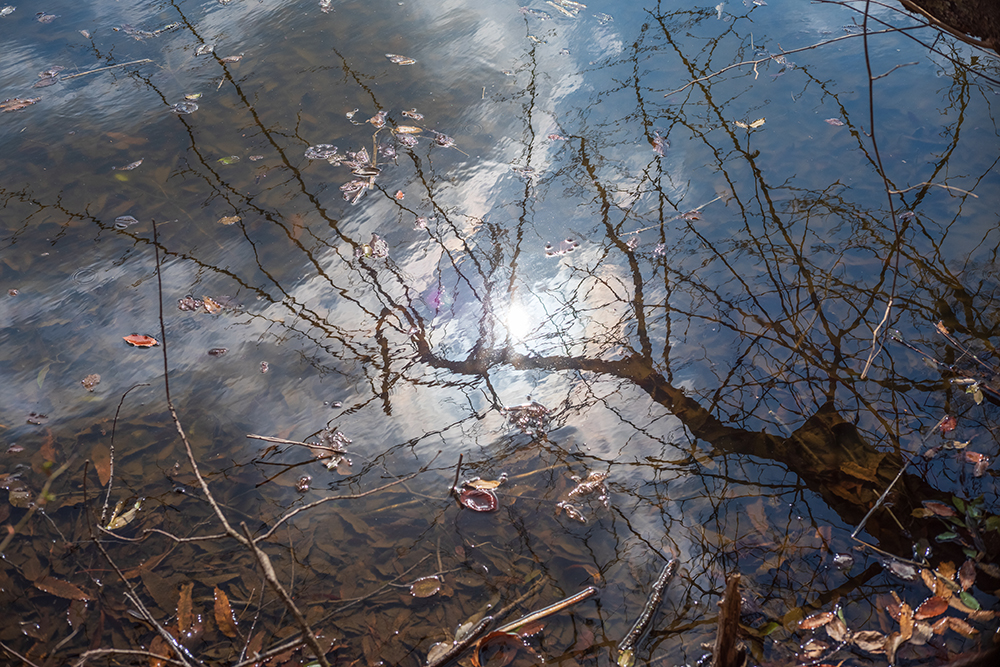 ズミクロン50mmで撮った三宝寺池の写真